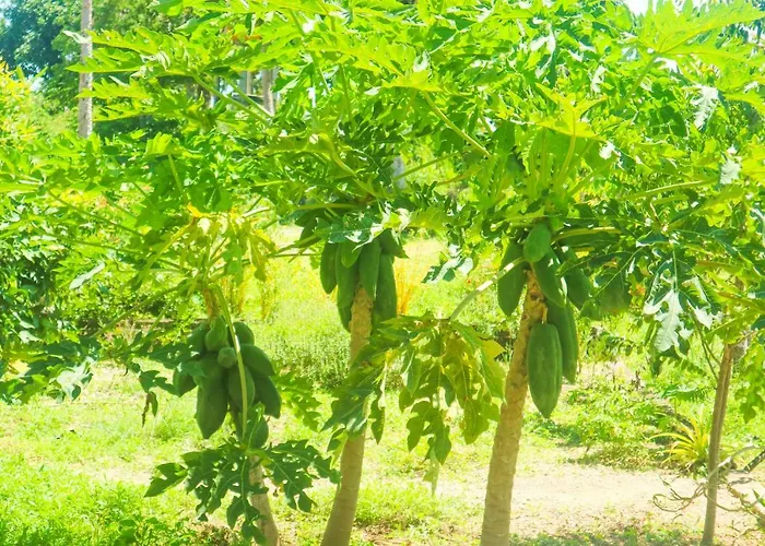 Batang Golden Hills Pensión